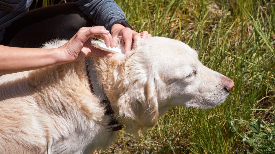 אילו תכשירים הכי יעילים נגד פרעושים?