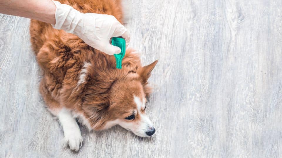 אילו תכשירים הכי יעילים נגד פרעושים?